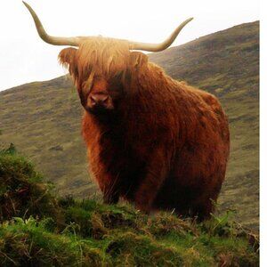 🪶MISSY-G IS LIVE! LIKE THIS TO BE NOTIFIED!!🪶